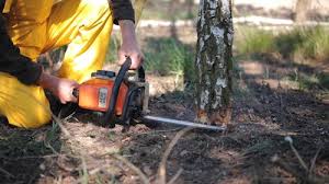 Best Root Management and Removal  in Aurora, MN