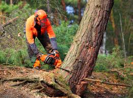 Best Tree Trimming and Pruning  in Aurora, MN